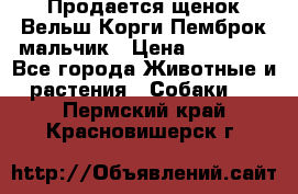 Продается щенок Вельш Корги Пемброк мальчик › Цена ­ 65 000 - Все города Животные и растения » Собаки   . Пермский край,Красновишерск г.